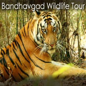 Bandhavgarh Wildlife