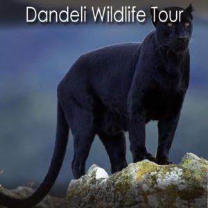 Dandeli Wildlife