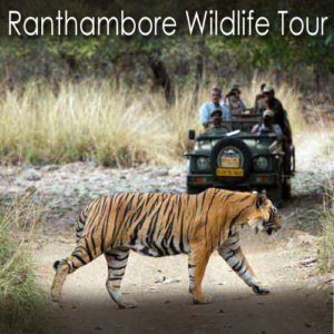 Ranthambore Wildlife